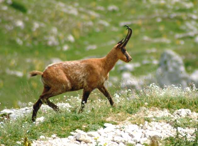 Camoscio d''Abruzzo Rupicapra pyrenaica ornata